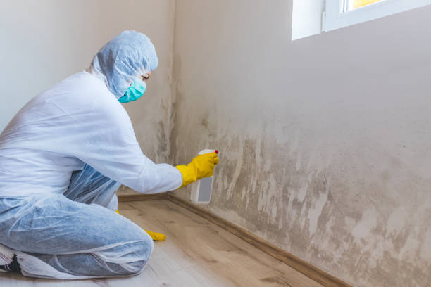 Licensed Mold Removal service in Star Tannery, VA - WQB Mold Removal