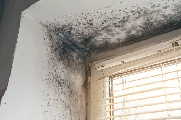 Affordable Mold Removal solutions in Star Tannery, VA
