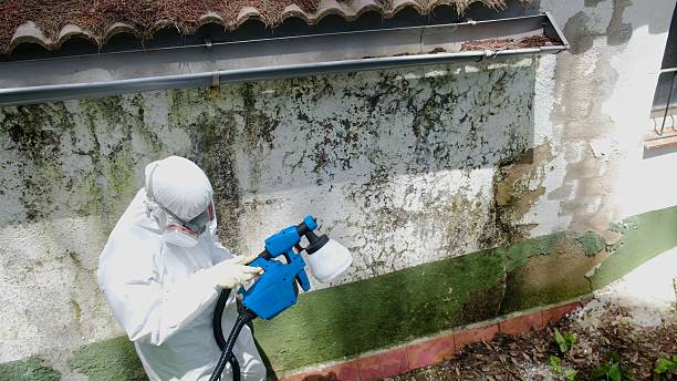 Top rated local Mold Removal specialists in Star Tannery, VA